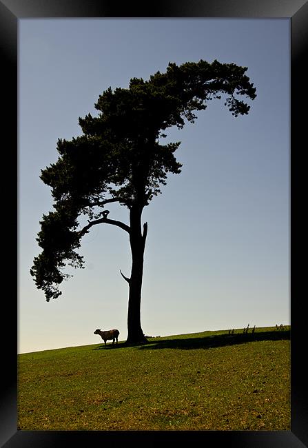 Silhouetted Tree and sheep Framed Print by Pete Hemington