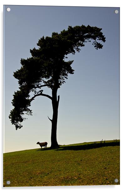 Silhouetted Tree and sheep Acrylic by Pete Hemington
