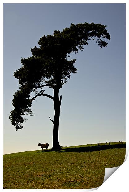 Silhouetted Tree and sheep Print by Pete Hemington