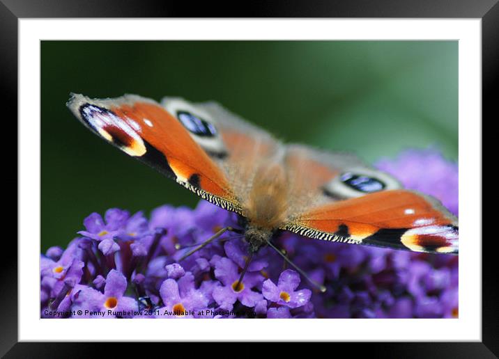 sweet as nectar Framed Mounted Print by Elouera Photography