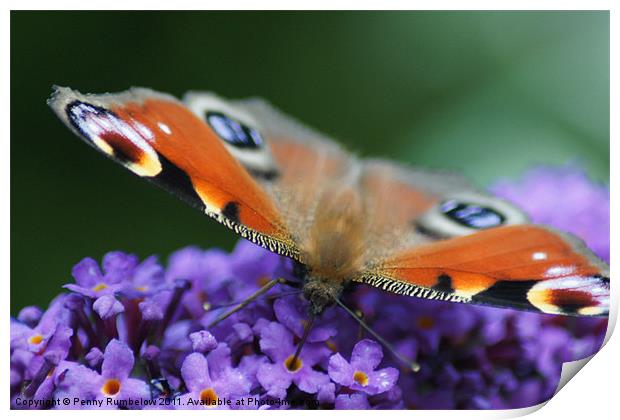 sweet as nectar Print by Elouera Photography