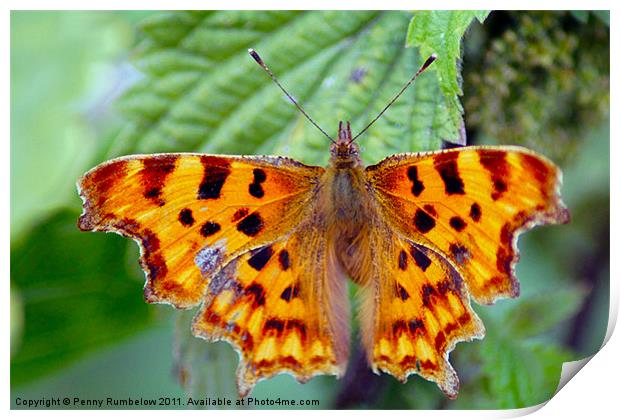 comma Print by Elouera Photography