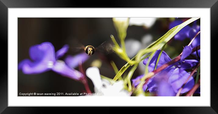 Hoverfly nearly home Framed Mounted Print by Sean Wareing