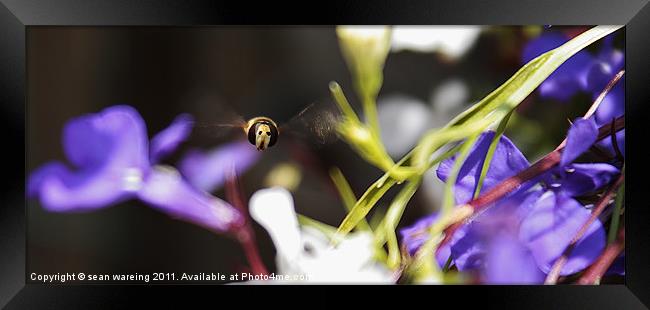 Hoverfly nearly home Framed Print by Sean Wareing
