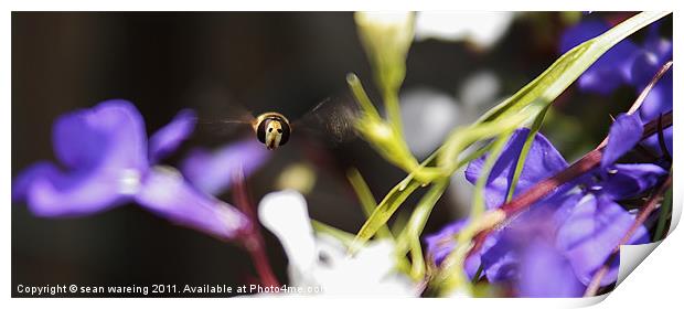 Hoverfly nearly home Print by Sean Wareing