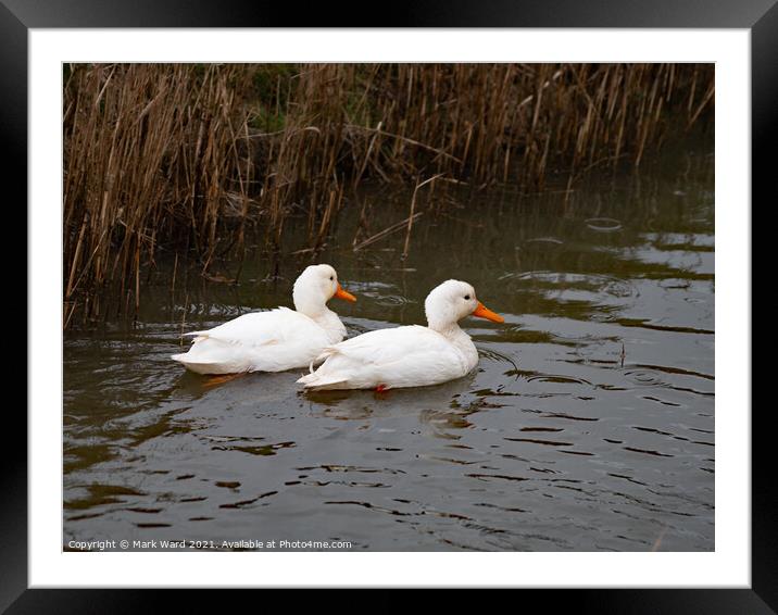 Two White Ducks Framed Mounted Print by Mark Ward
