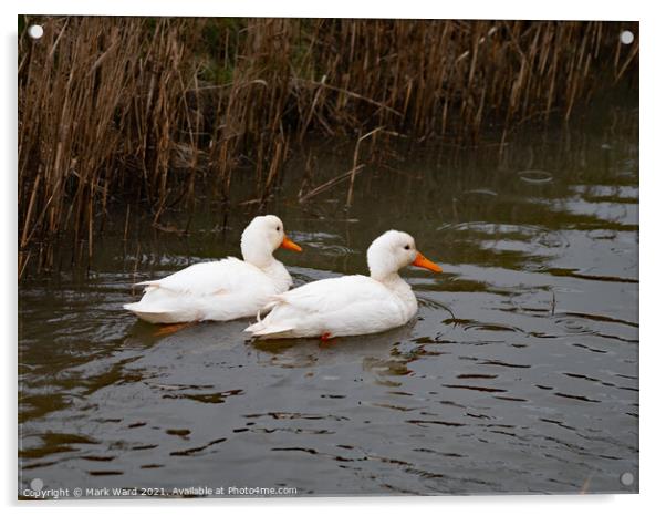 Two White Ducks Acrylic by Mark Ward