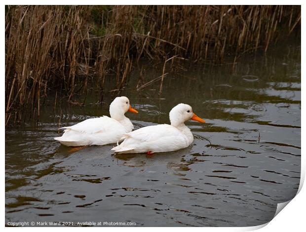 Two White Ducks Print by Mark Ward
