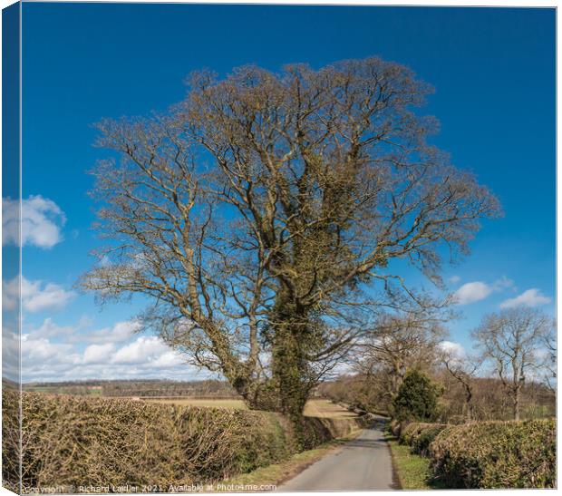 Thorpe Sycamore Sihouette Canvas Print by Richard Laidler