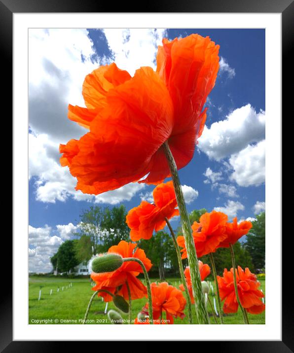 Dancing Poppies Framed Mounted Print by Deanne Flouton