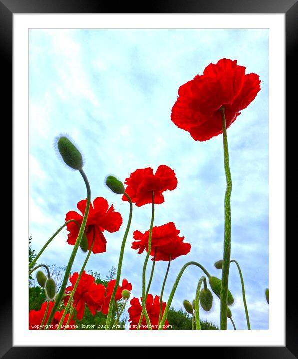 Majestic Poppies in a Field Framed Mounted Print by Deanne Flouton