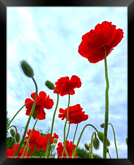 Majestic Poppies in a Field Framed Print by Deanne Flouton