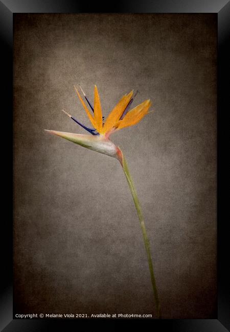 Graceful flower - Strelitzia | vintage style  Framed Print by Melanie Viola