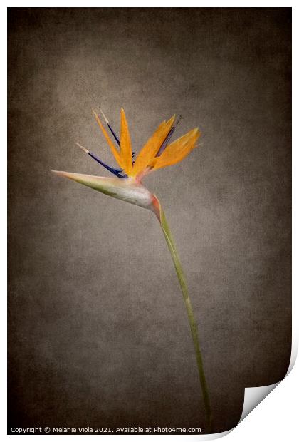 Graceful flower - Strelitzia | vintage style  Print by Melanie Viola