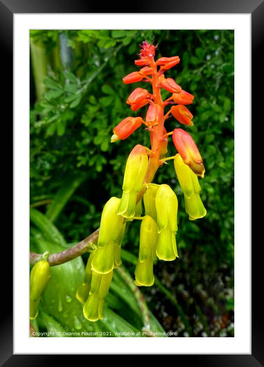 Elongated Bells of Citrus and Scarlet Framed Mounted Print by Deanne Flouton