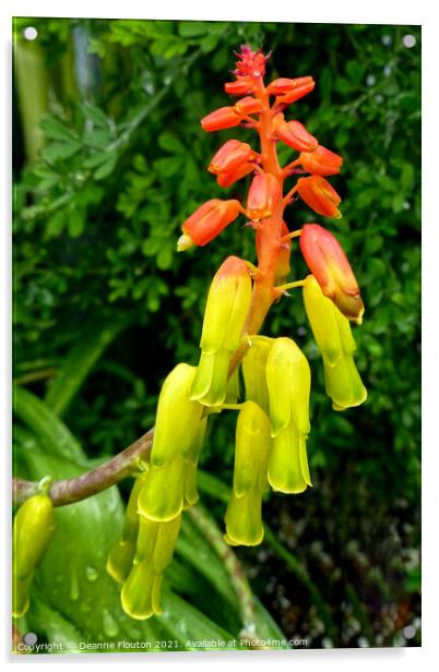 Elongated Bells of Citrus and Scarlet Acrylic by Deanne Flouton