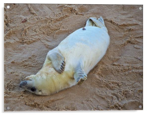 Seal on Horsey Beach, North Norfolk. Acrylic by mark humpage