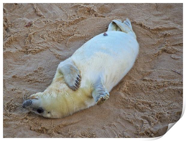 Seal on Horsey Beach, North Norfolk. Print by mark humpage