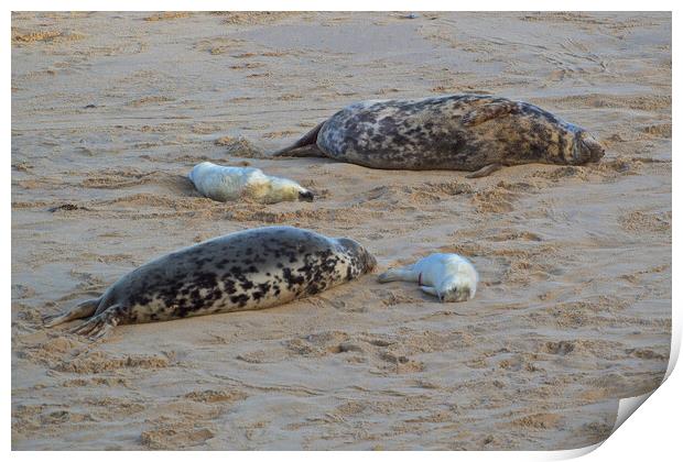 Seals on Horsey Beach, North Norfolk. Print by mark humpage