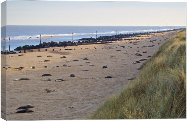 Seals on Horsey Beach, North Norfolk. Canvas Print by mark humpage