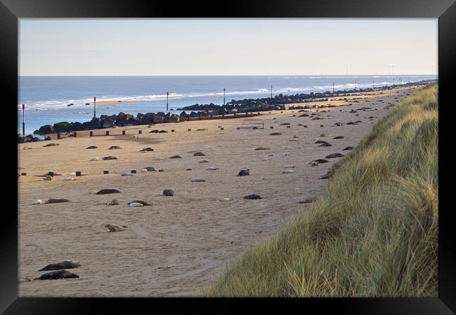 Seals on Horsey Beach, North Norfolk. Framed Print by mark humpage