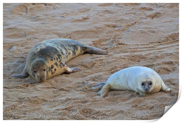 Seals on Horsey Beach, North Norfolk. Print by mark humpage