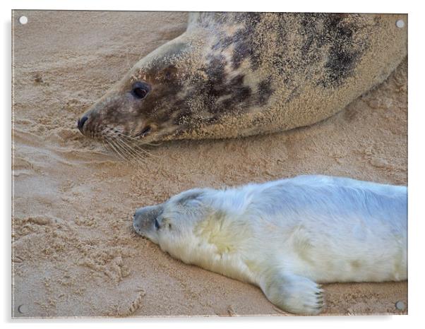 Seals on Horsey Beach, North Norfolk. Acrylic by mark humpage