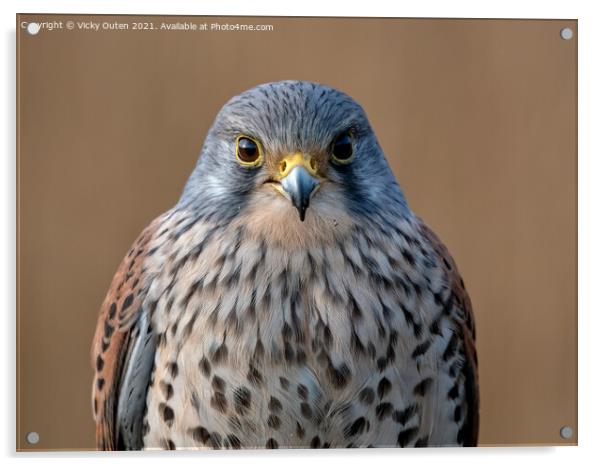 Kestrel watching you, watching me Acrylic by Vicky Outen