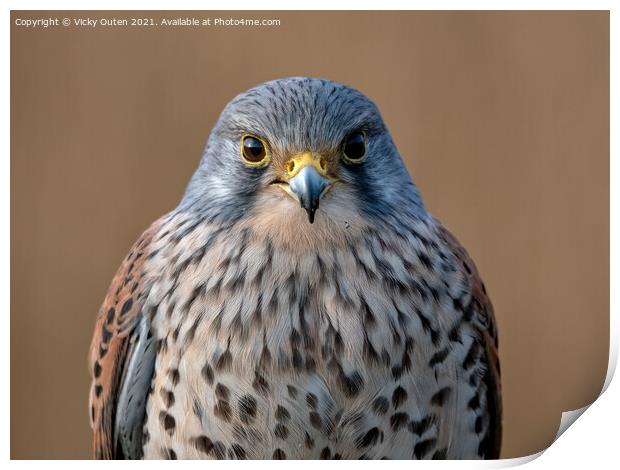 Kestrel watching you, watching me Print by Vicky Outen
