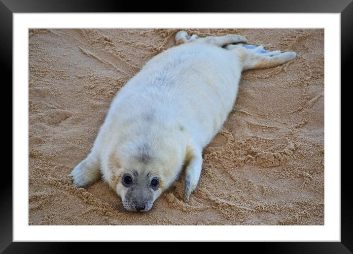 Seals on Horsey Beach, North Norfolk. Framed Mounted Print by mark humpage