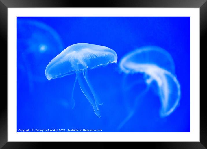 White jellyfish in blue water Framed Mounted Print by Kateryna Tyshkul