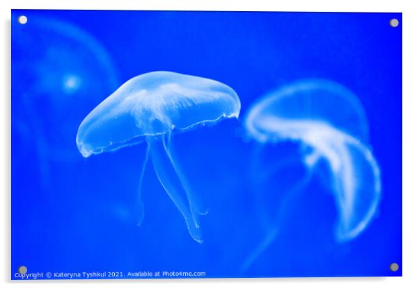 White jellyfish in blue water Acrylic by Kateryna Tyshkul