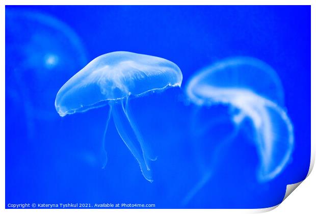 White jellyfish in blue water Print by Kateryna Tyshkul