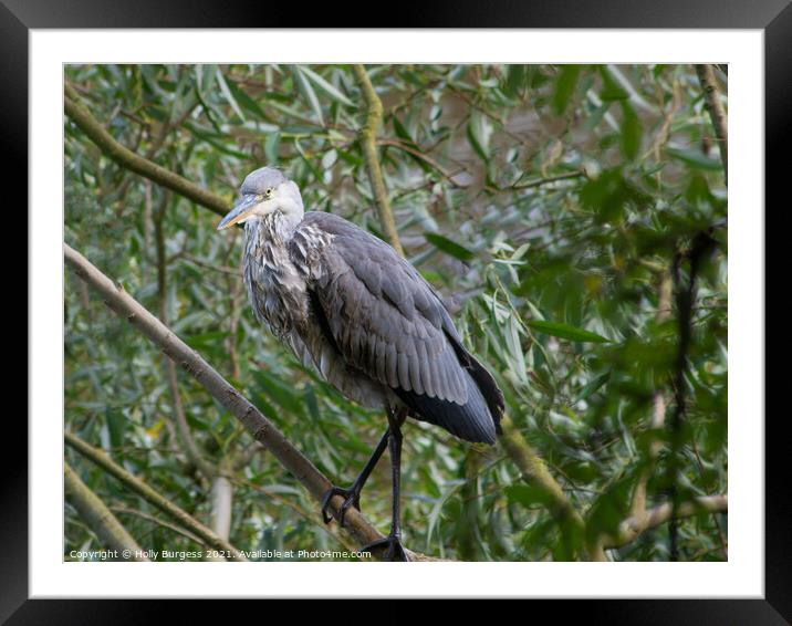 'Elegance of the Grey Heron' Framed Mounted Print by Holly Burgess