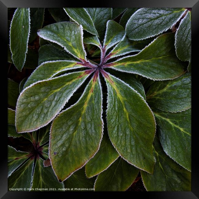 Hoar frost on green Hellebore plant leaves Framed Print by Photimageon UK