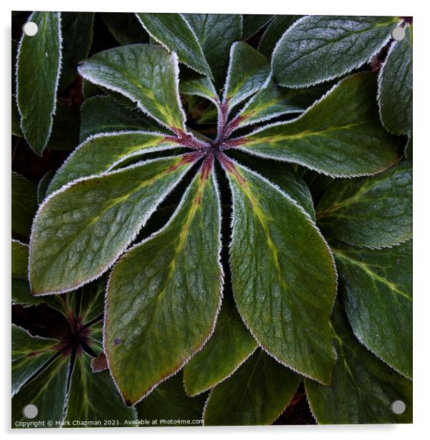 Hoar frost on green Hellebore plant leaves Acrylic by Photimageon UK