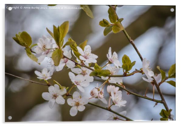 White Cherry blossom Acrylic by Aimie Burley