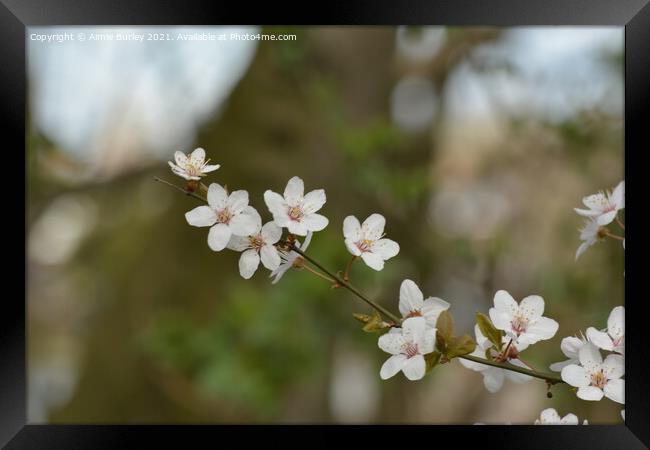 White blossom Framed Print by Aimie Burley