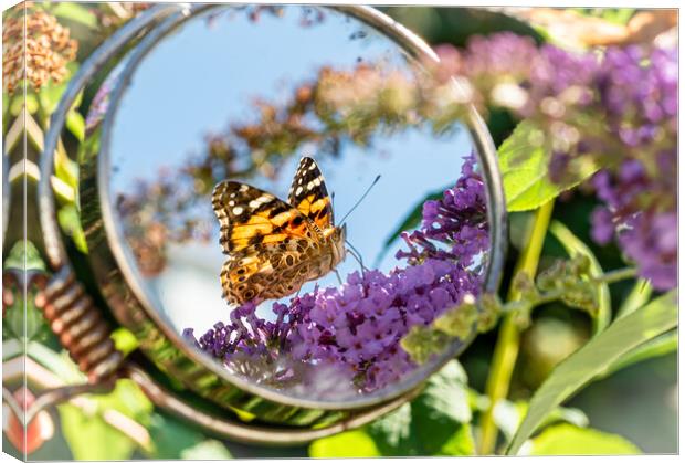 Painted Lady Butterfly in the Mirror. Canvas Print by Colin Allen