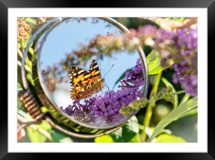Painted Lady Butterfly in the Mirror. Framed Mounted Print by Colin Allen
