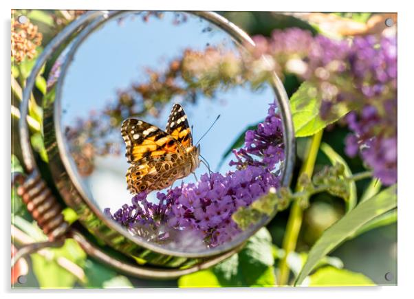 Painted Lady Butterfly in the Mirror. Acrylic by Colin Allen