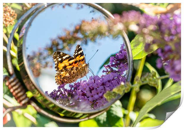 Painted Lady Butterfly in the Mirror. Print by Colin Allen