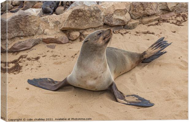 Fur Seal Basking at Cape Cross, Namibia Canvas Print by colin chalkley