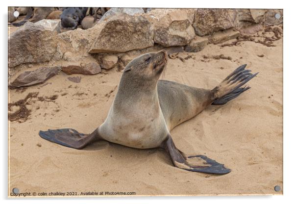 Fur Seal Basking at Cape Cross, Namibia Acrylic by colin chalkley