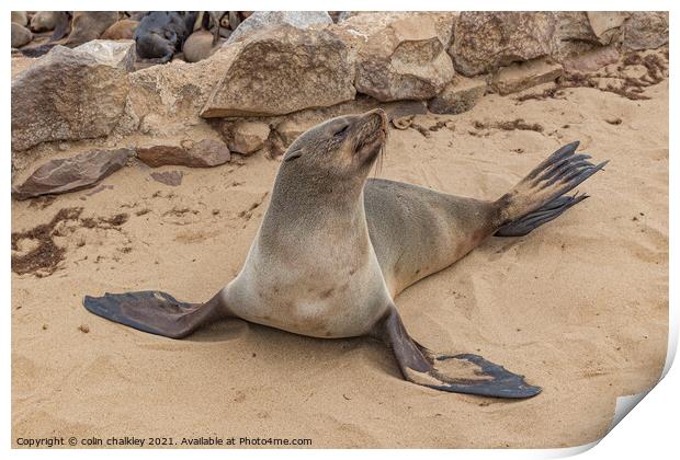 Fur Seal Basking at Cape Cross, Namibia Print by colin chalkley