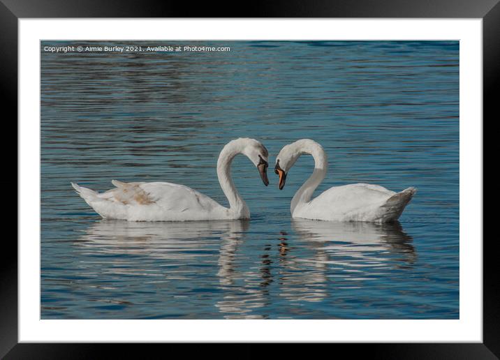 Pair of swans   Framed Mounted Print by Aimie Burley