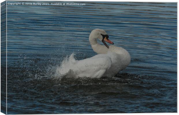 Mute swan Canvas Print by Aimie Burley