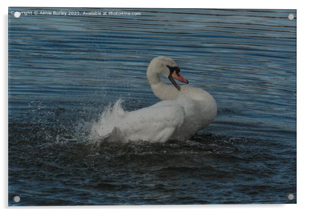 Mute swan Acrylic by Aimie Burley