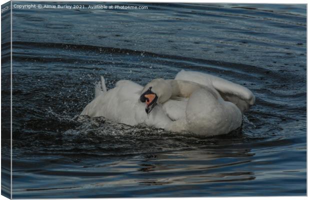 Mute swan  Canvas Print by Aimie Burley