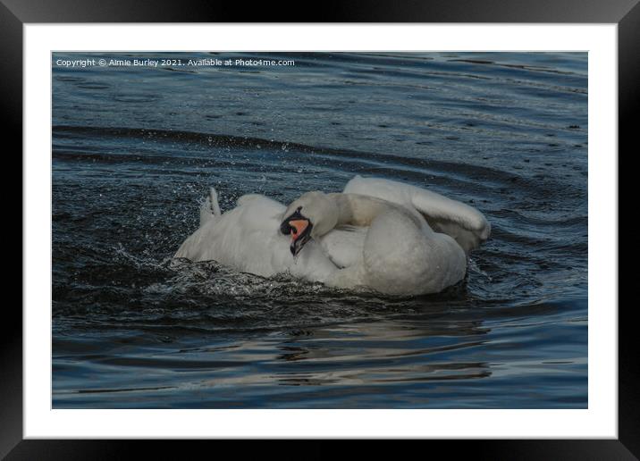 Mute swan  Framed Mounted Print by Aimie Burley